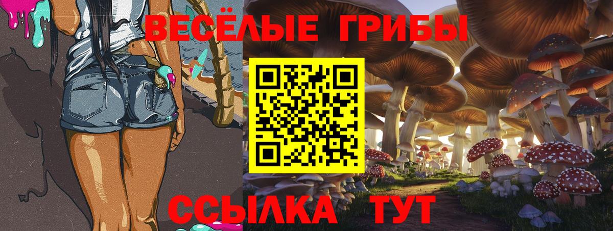 Галлюциногенные грибы ЛСД  Вход с VPN  Зеленогорск  Псилоцибиновые грибы Psilocybe 